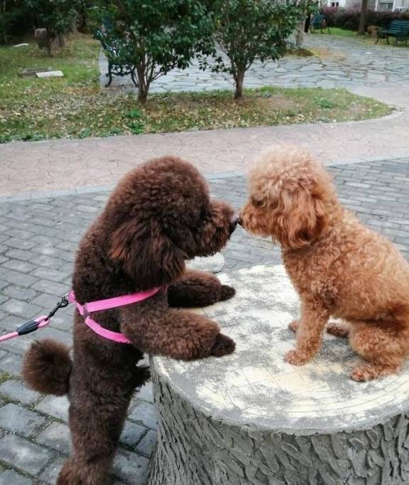 家里养了一只可爱的大泰迪,是什么样的体验与感受?