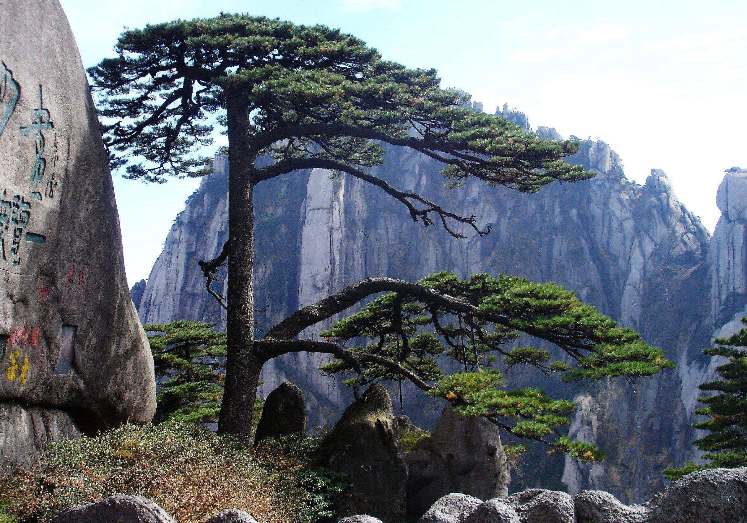中国最珍稀两棵树,福建一棵投保险一个亿,安徽一棵全天警卫守护