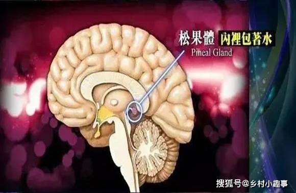 而这种神奇的生物钟,就是松果体,可以控制动物的行动