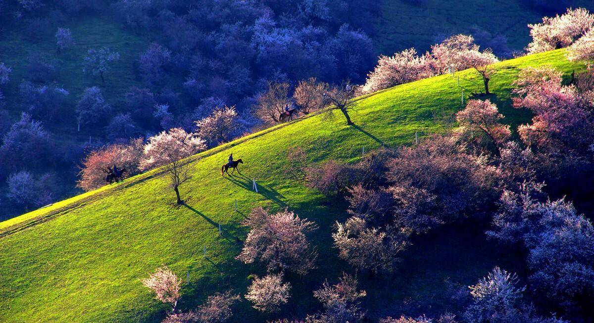 那拉提杏花谷大西沟几万亩的山地上分布着40多万株野生树木,其中野
