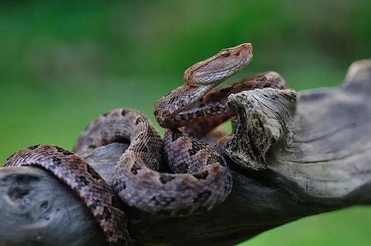 除了"莽山烙铁头"外,我国还有哪些原矛头蝮属的毒蛇?_菜花_黄色_斑纹