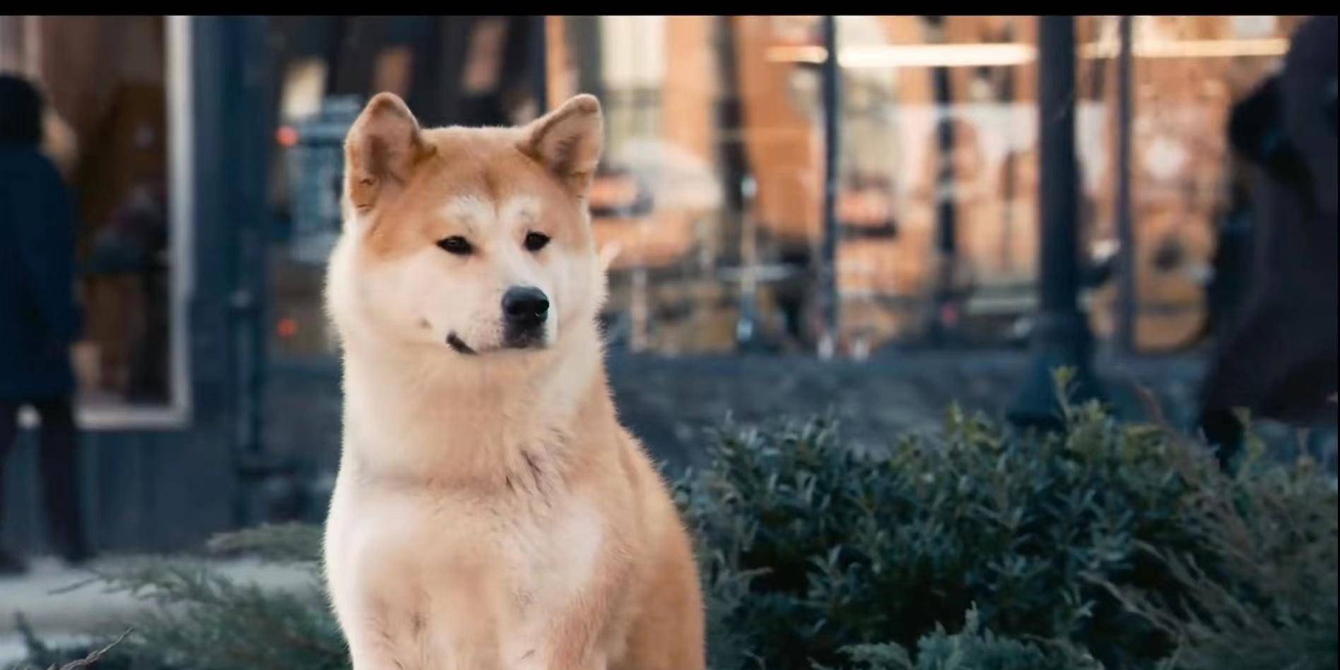 冯小刚新作忠犬八公3月底上映,中华田园犬能否超越原版八公_帕克_火车