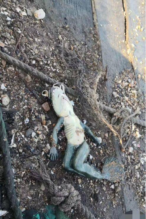 4.兄弟,你这是捞上来了个啥啊,怎么感觉是一只死青蛙?3.