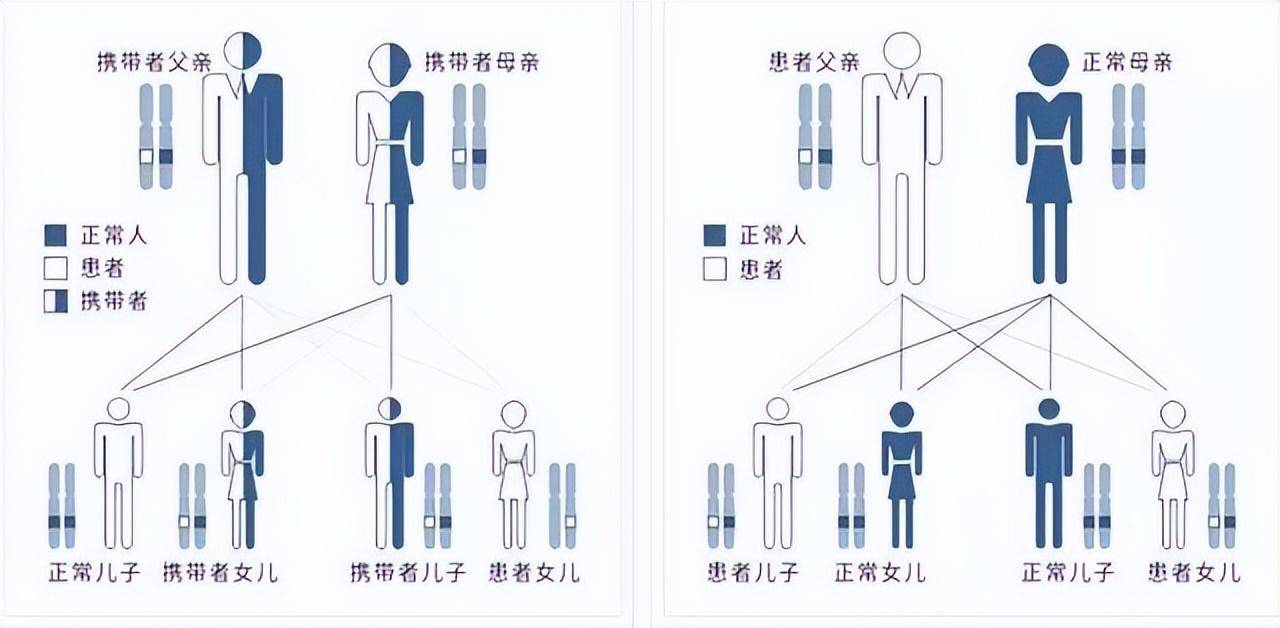 人类近亲繁殖的例子图片