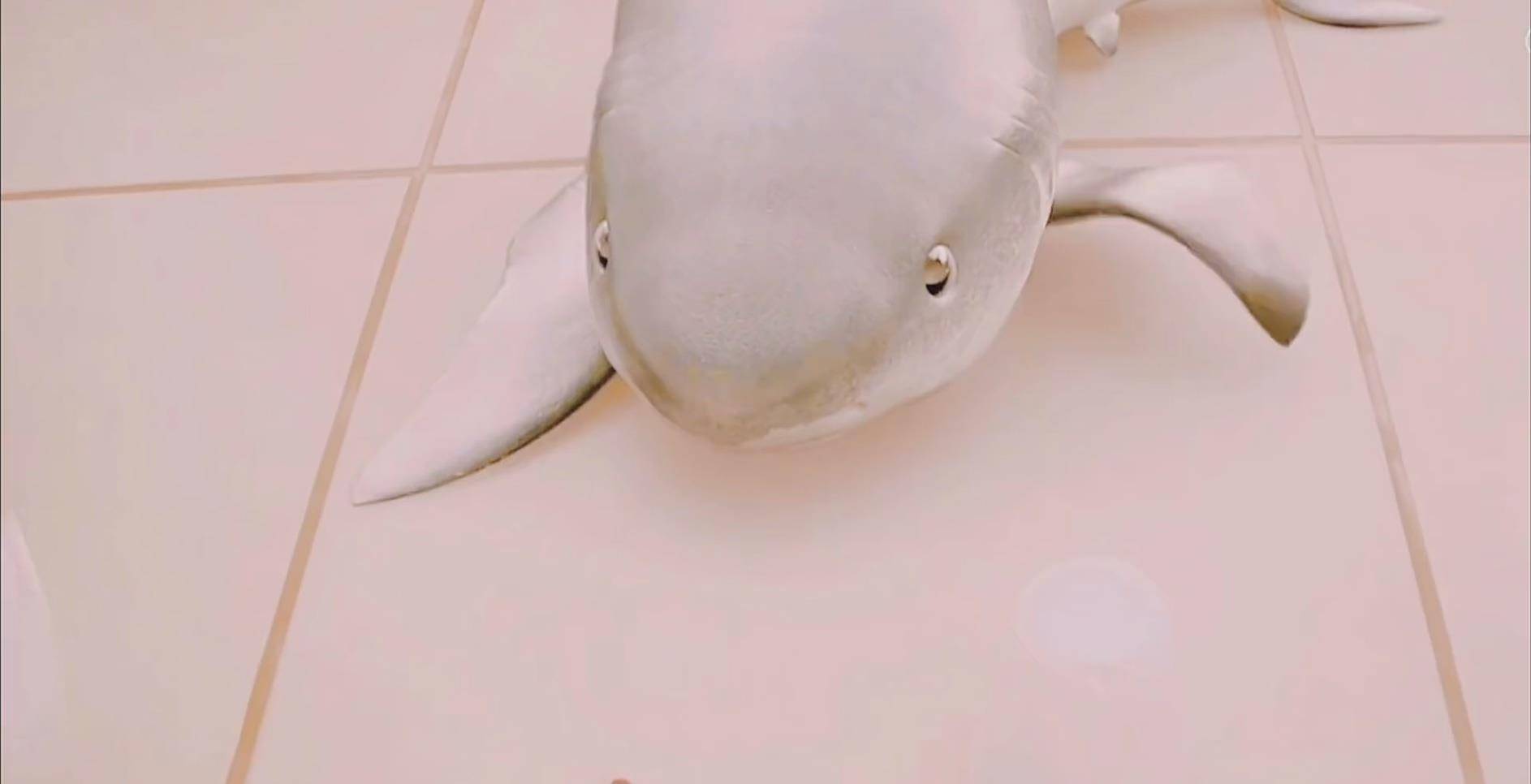 有4百万粉丝博主为博眼球无下限,疑食用濒危大白鲨,本人辟谣_鲨鱼