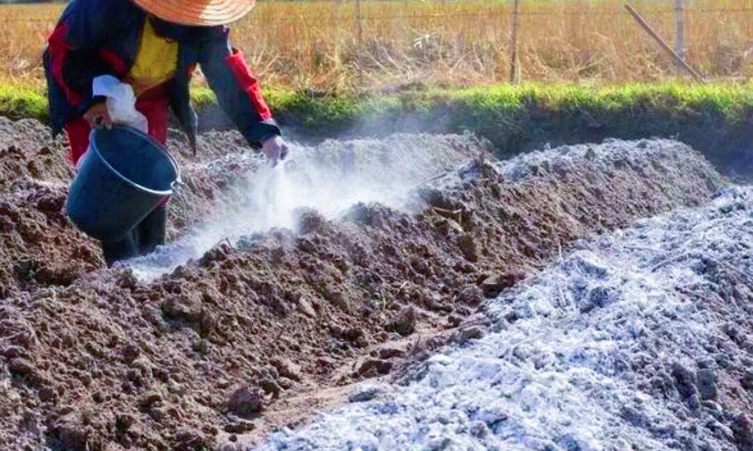 惊蛰后种植红薯了,分享4种土壤消毒的方法,红薯病虫害少产量高_草木灰