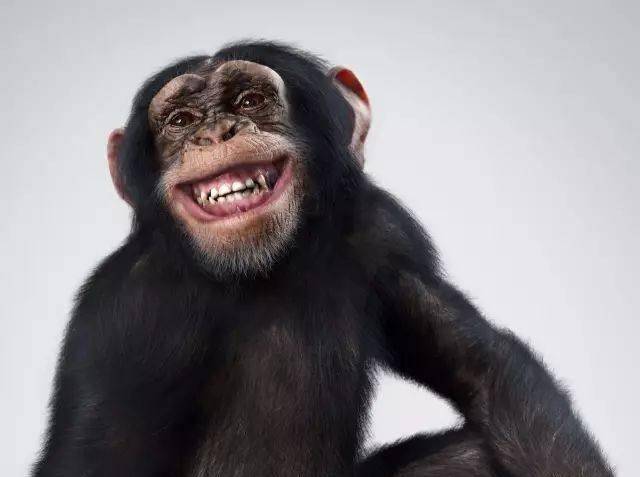 大猩猩上号表情包图片