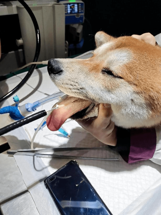 狗狗偷翻垃圾桶事小,误食吃剩的鱼刺可就麻烦啦!_异物_检查_内窥镜