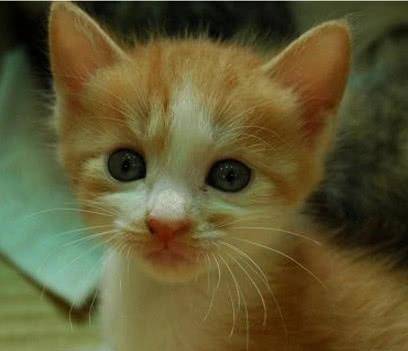 流浪猫跑到大学宿舍求收留,一个月后,一屋子的大老爷们围着猫欢呼