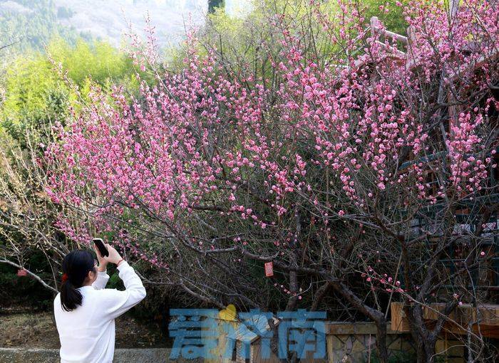 到济南红叶谷景区植树赏梅吧！门票免费到3月31日