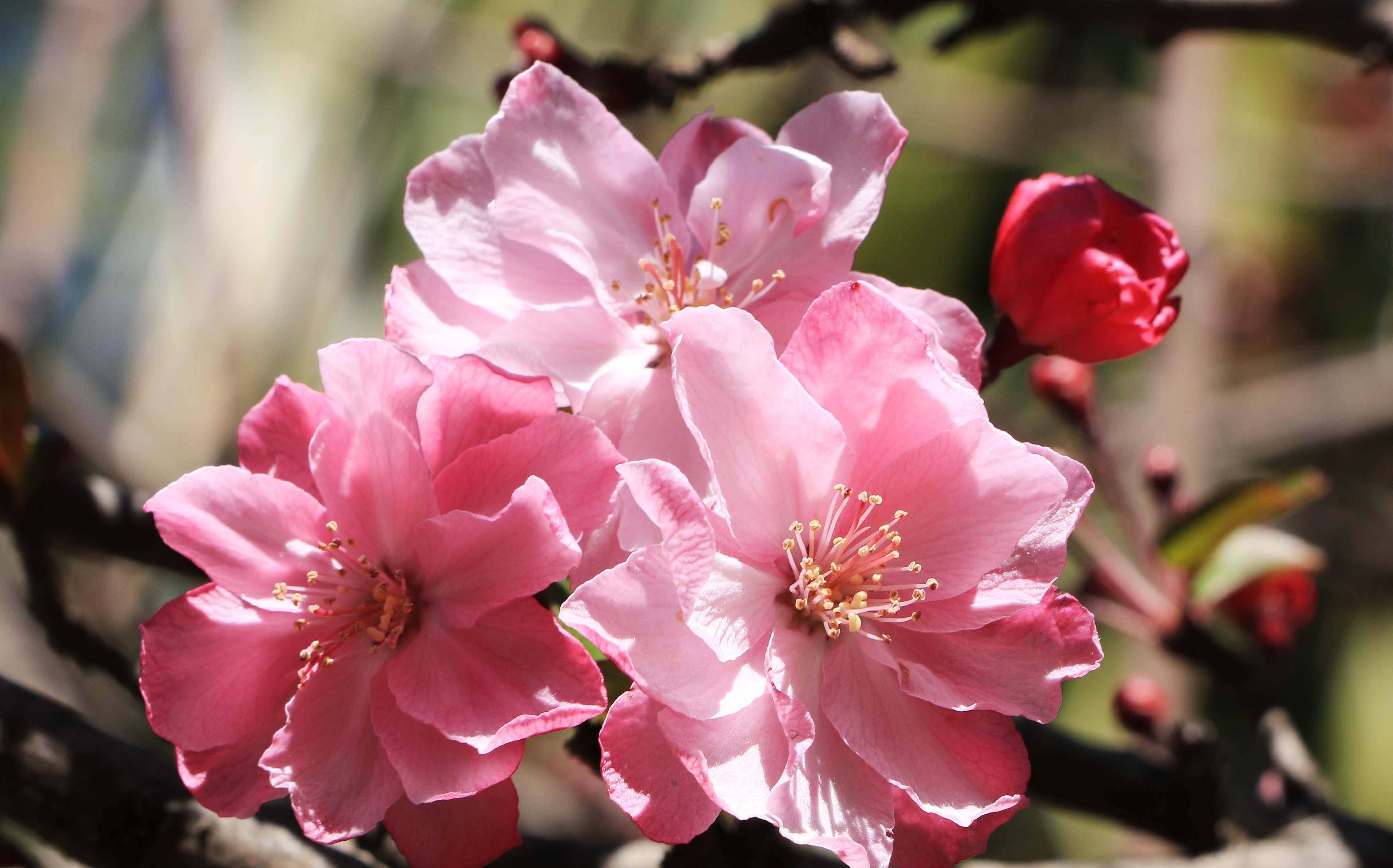 昆明圆通山海棠花娇艳绽放,花开有期美丽盛景等你来欣赏_樱花_时候
