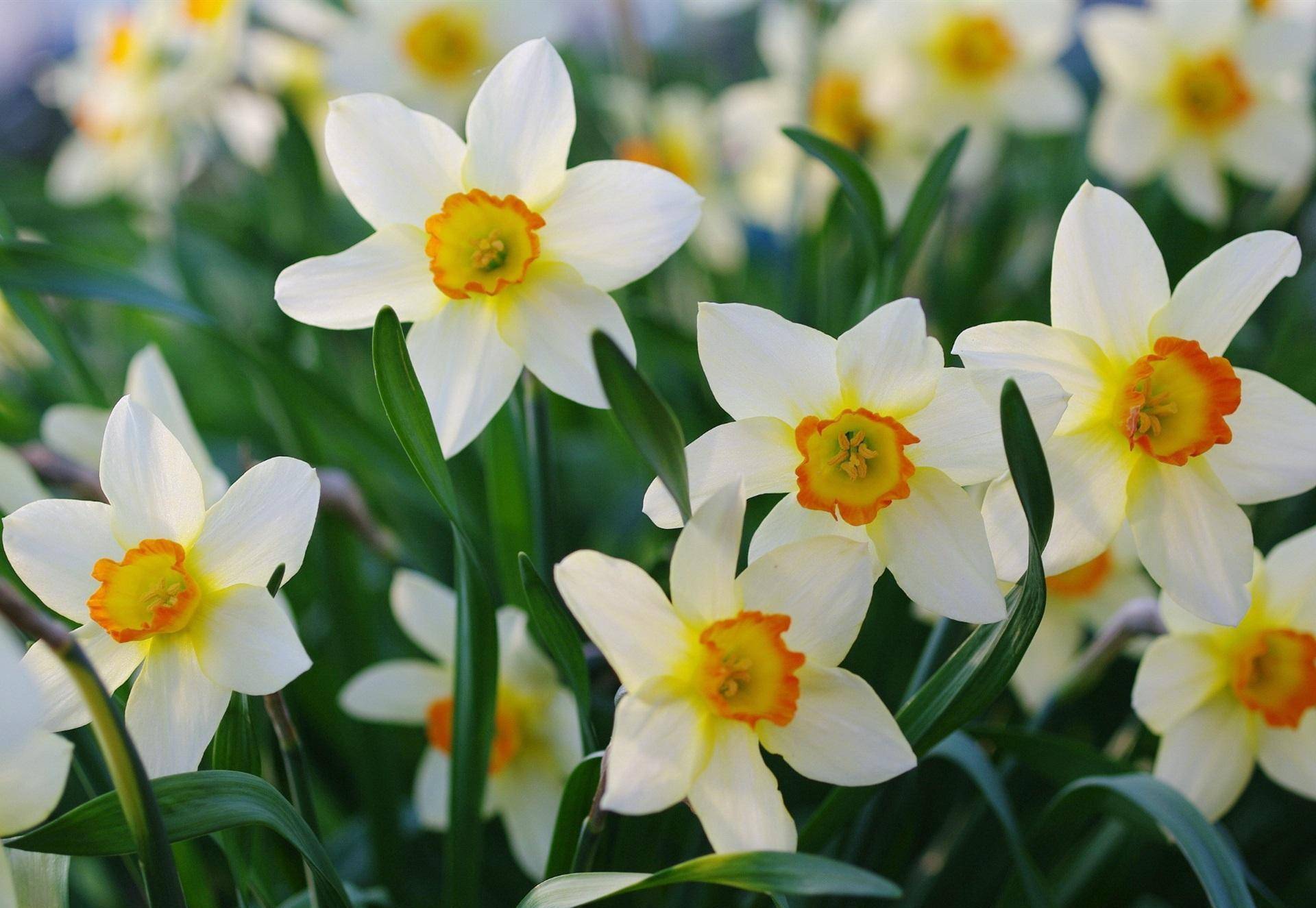 盘点九种既悲伤又虐心的花语的花_蒲公英_别名_昙花