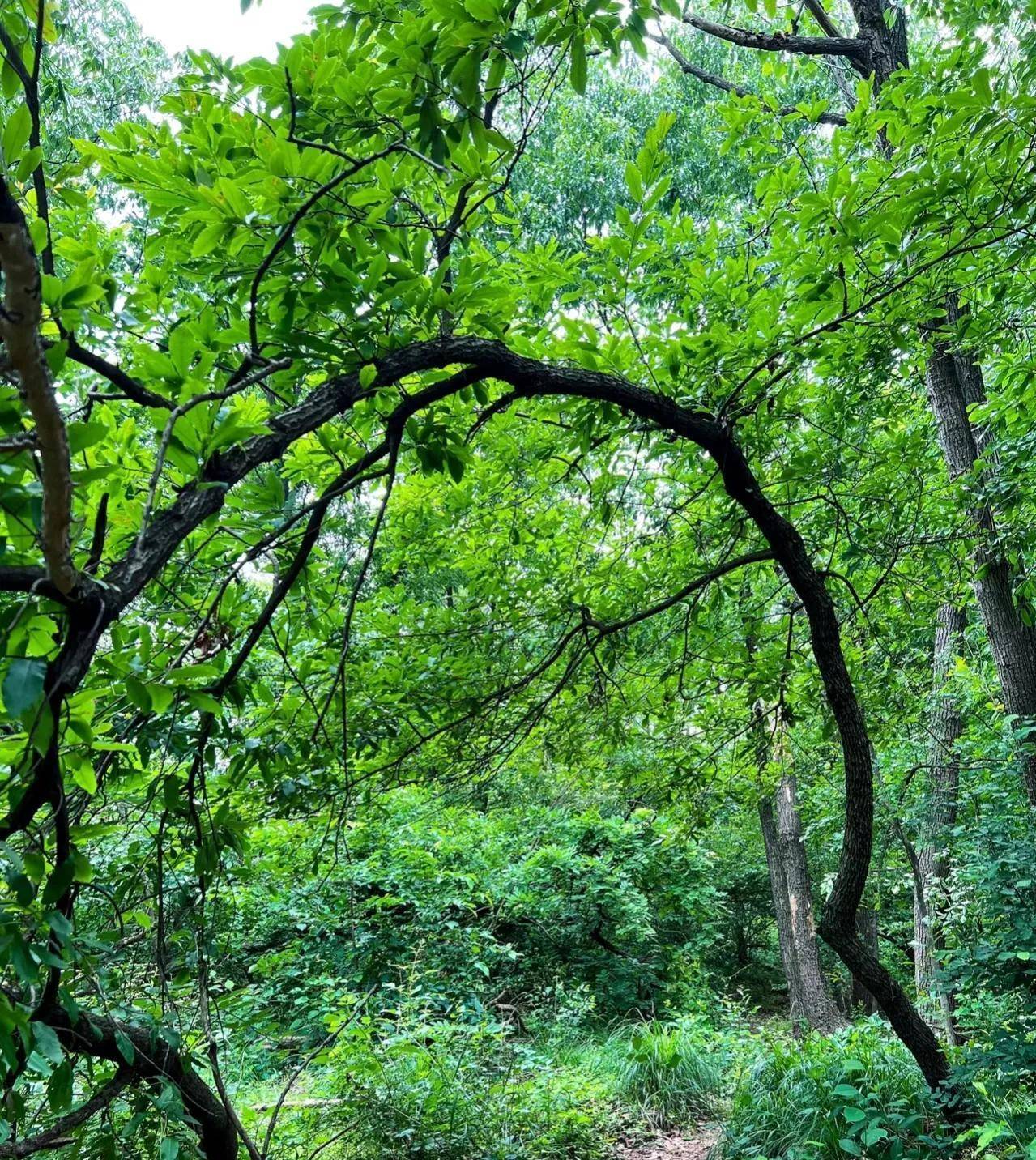 南京徒步|在老山的野路子里找到隐藏长城