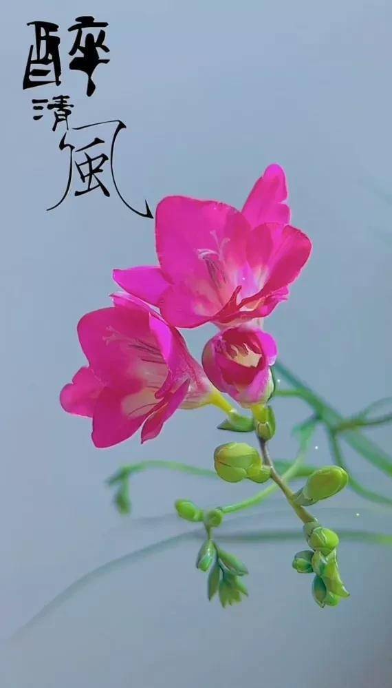 三月桃花开了,桃花春是的气息.虞美人盛开的山坡,迎风招展,招蜂引蝶.