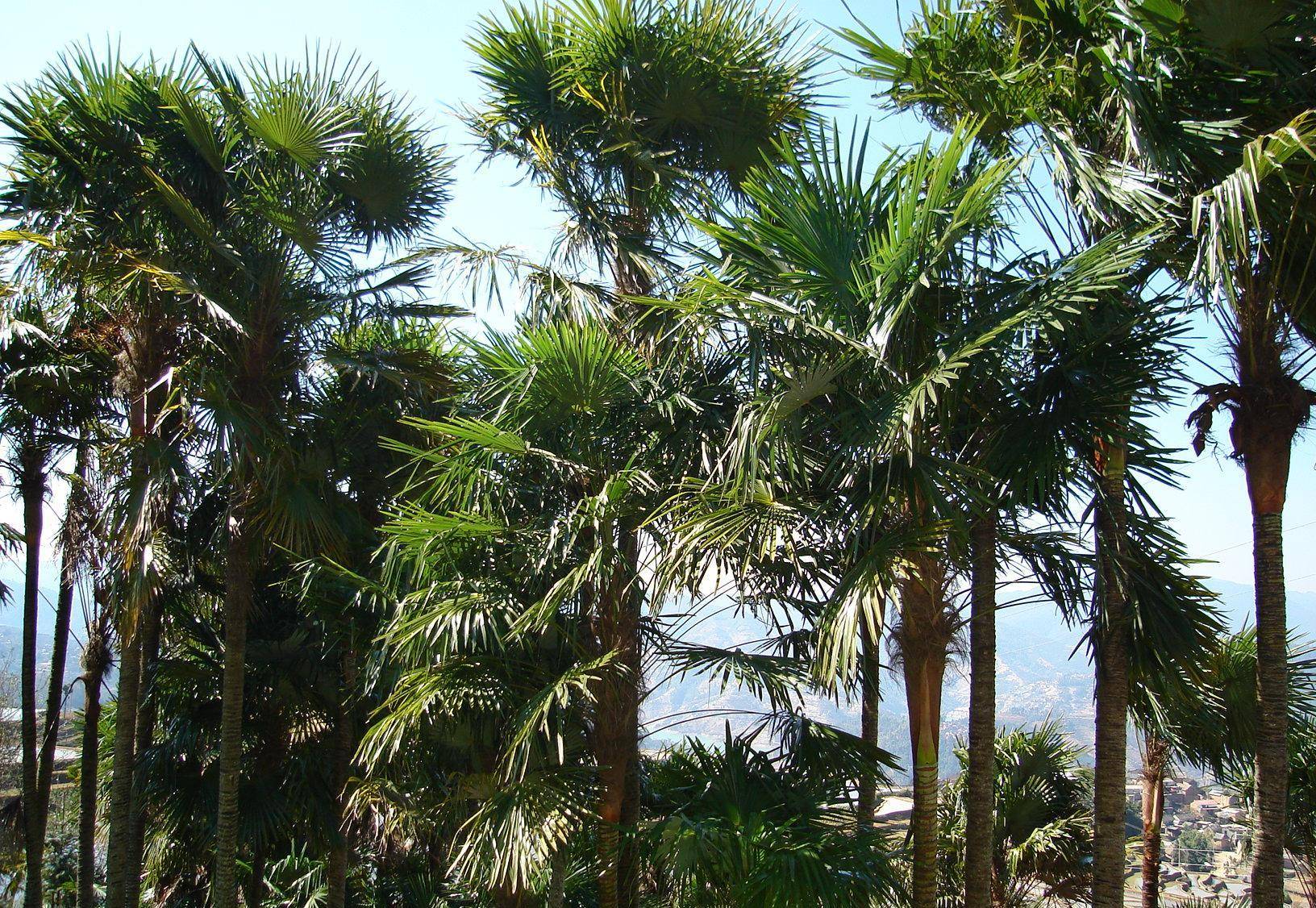 红河县棕榈林据悉,生活在云南红河县的哈尼族历史长达1300年之久,红河