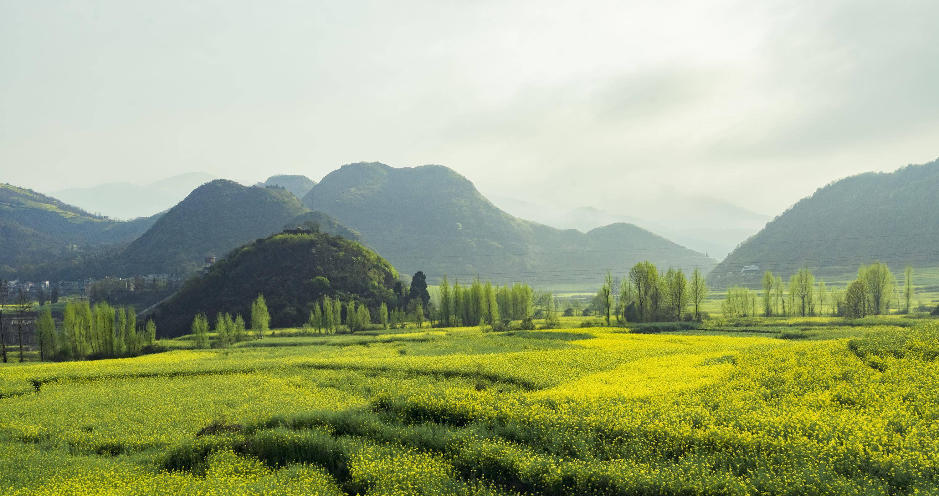 早春二月,风景这边独好,云南罗平油菜花海旅拍_牛街_金鸡_马街