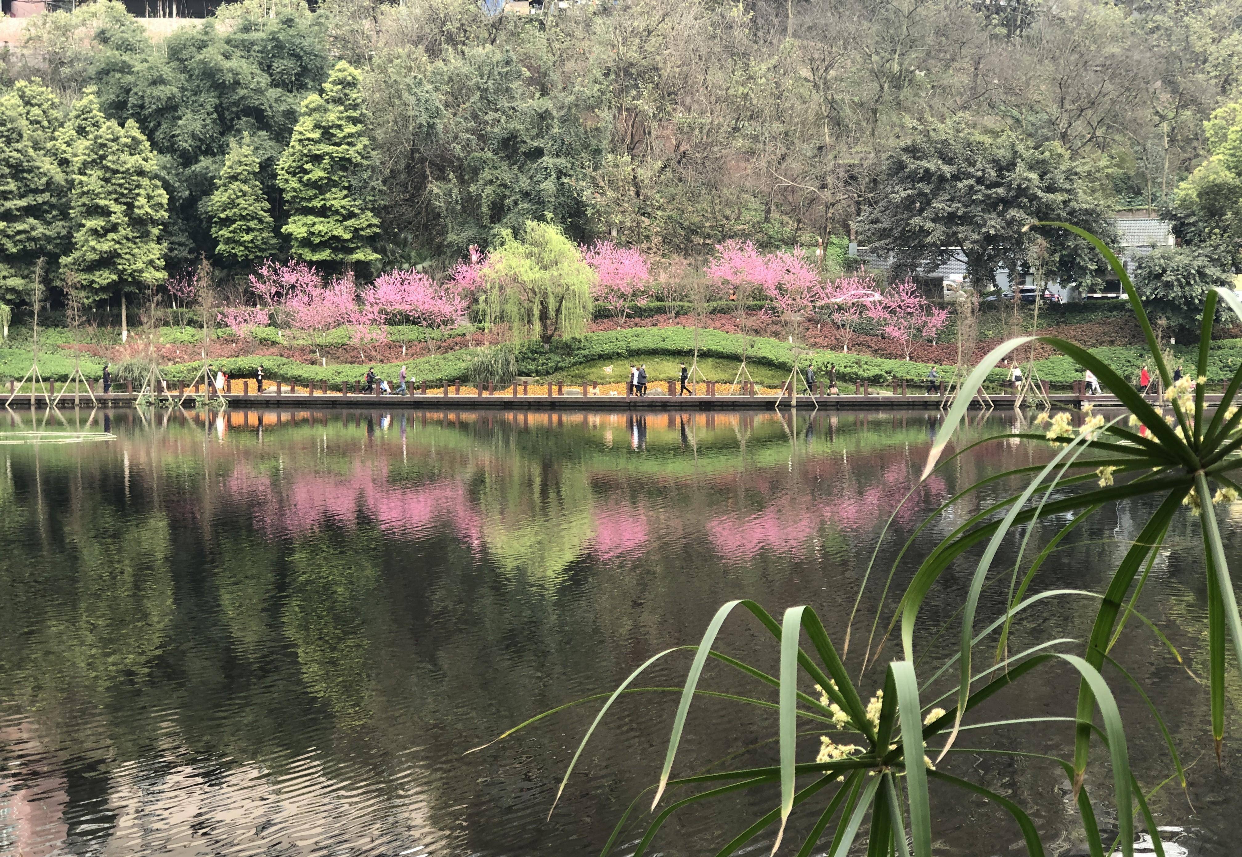 北碚康庄桃花图片