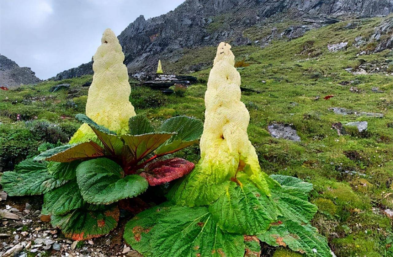 青藏高原植物大全图片图片