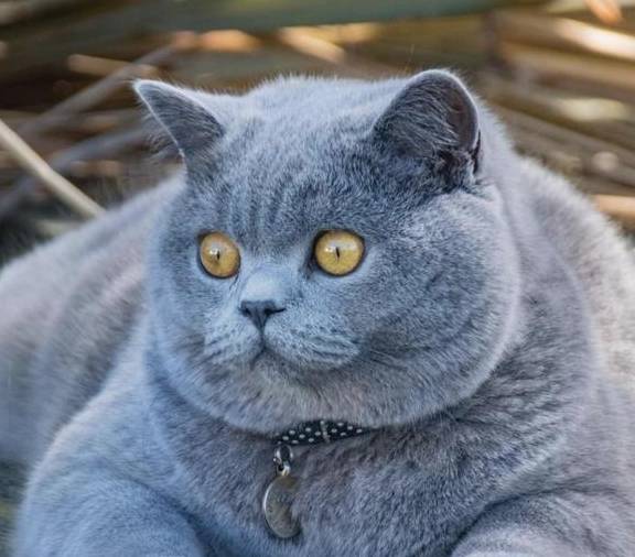 盘点中国十大最受欢迎的猫狗cp_耳猫_性格_狗狗