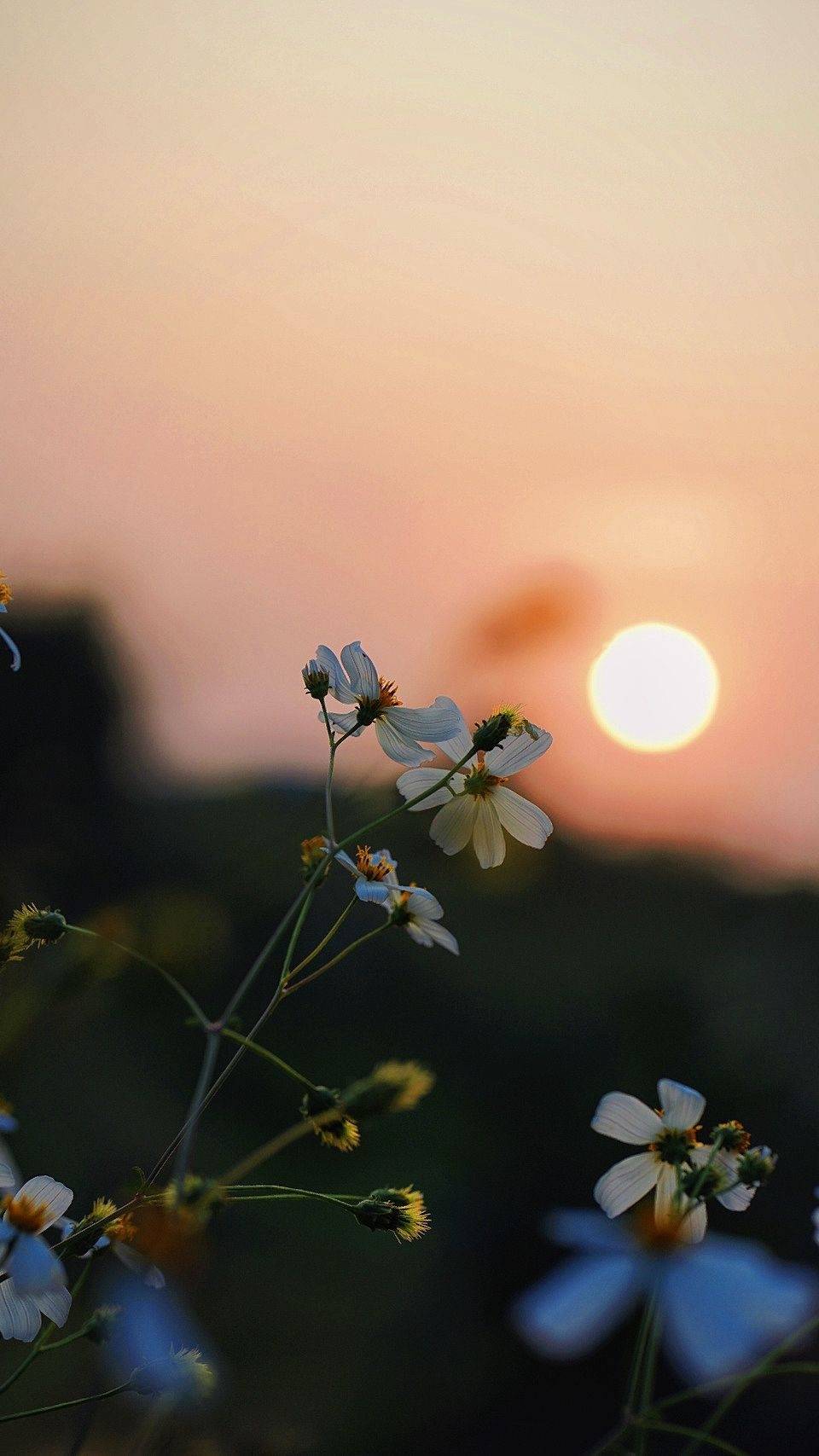 绝美夕阳竖屏壁纸合集