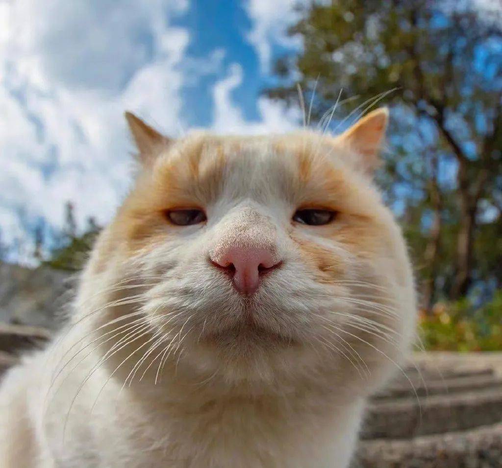 一组失(可)败(爱)的怼脸猫猫头等你进来收!_头像_高清图_后台