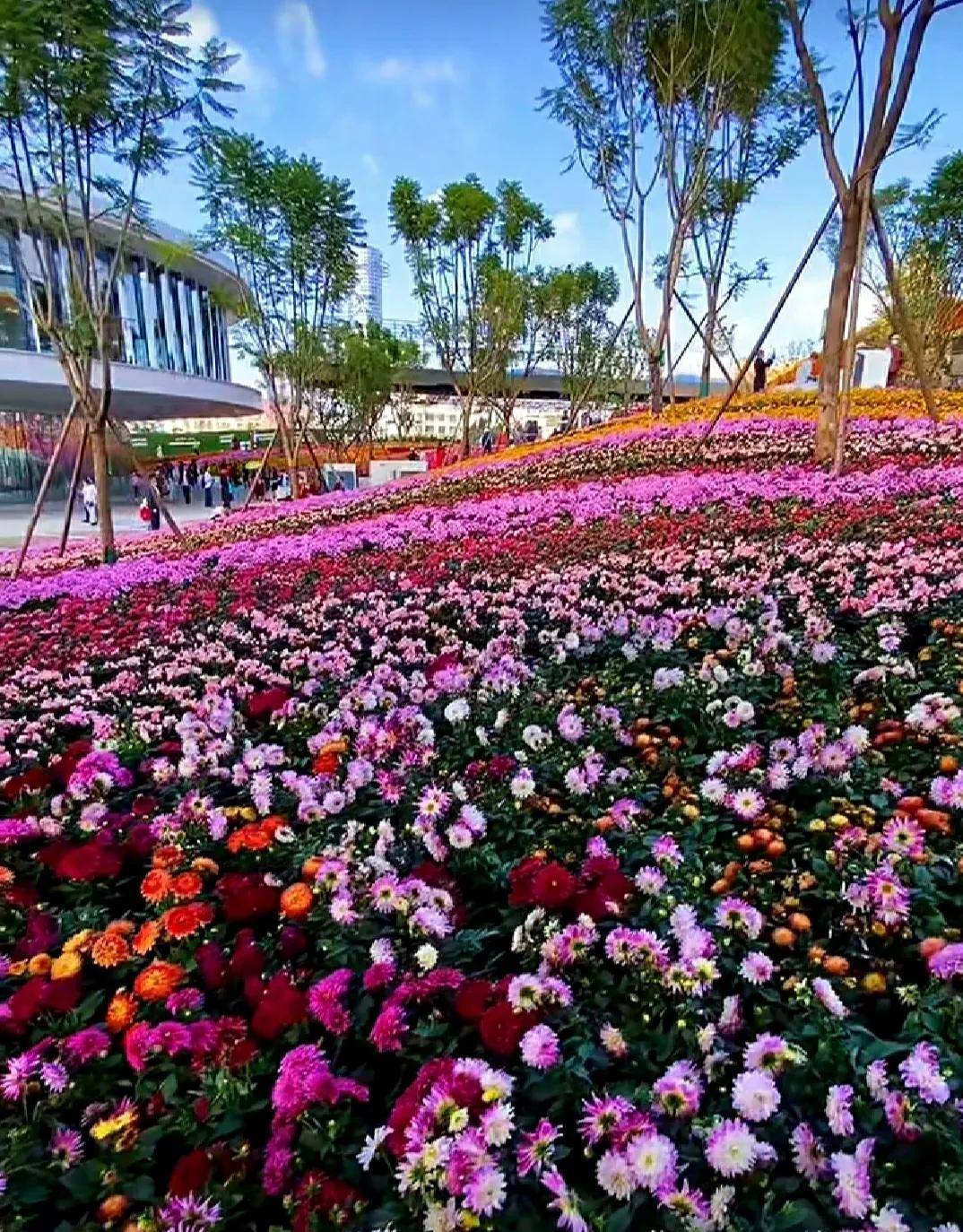 如果鲜花有故乡,那一定是在云南_昆明_花海中_紫色