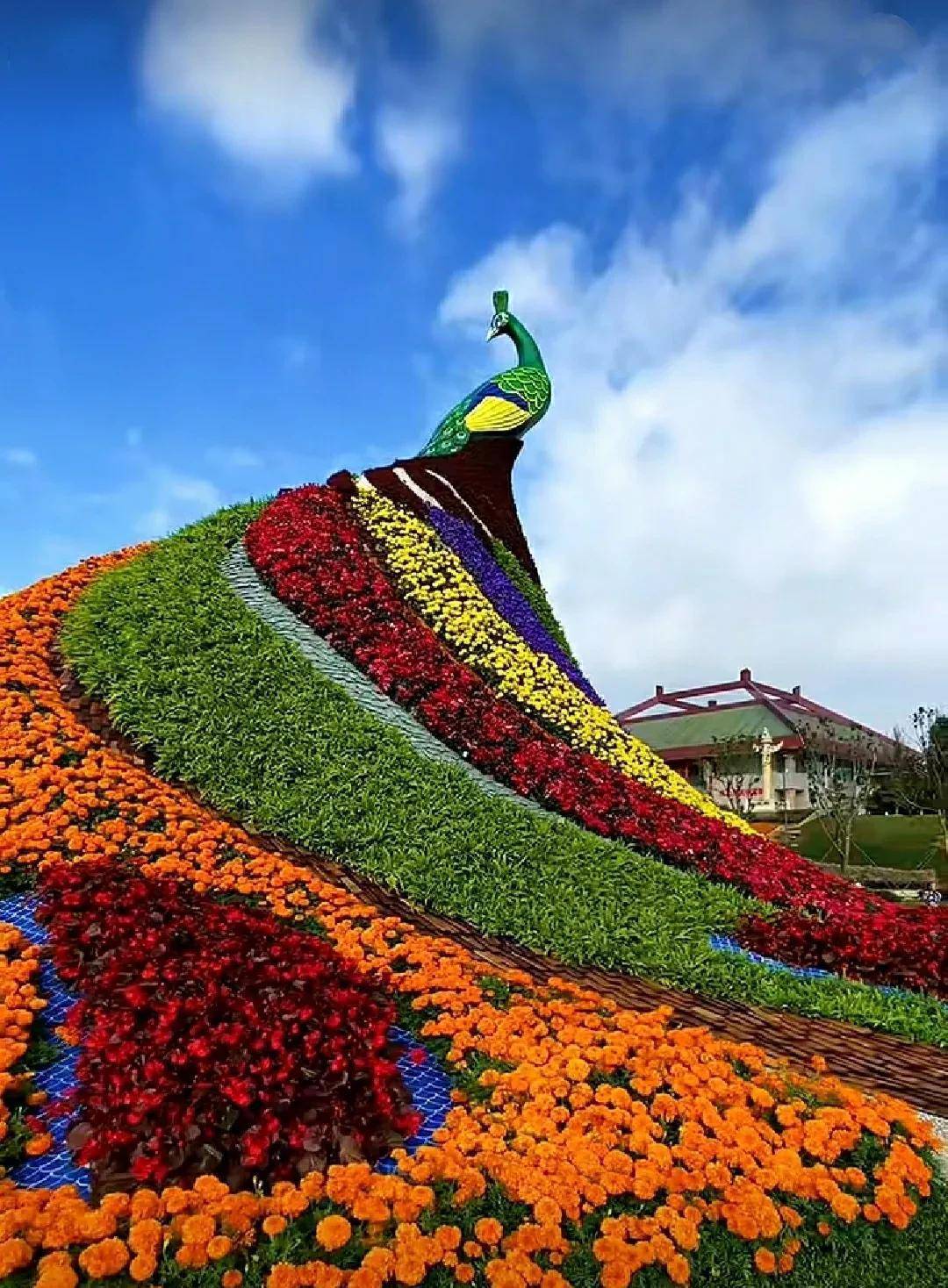 如果鲜花有故乡,那一定是在云南_昆明_花海中_紫色