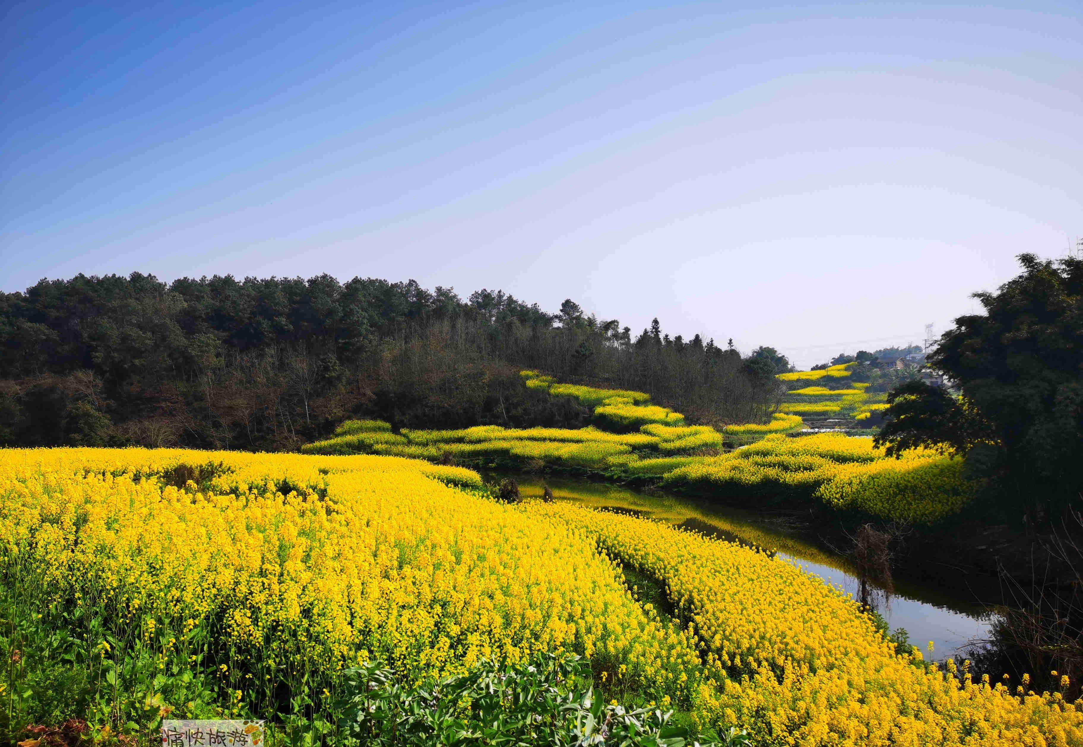 纳溪油菜花图片