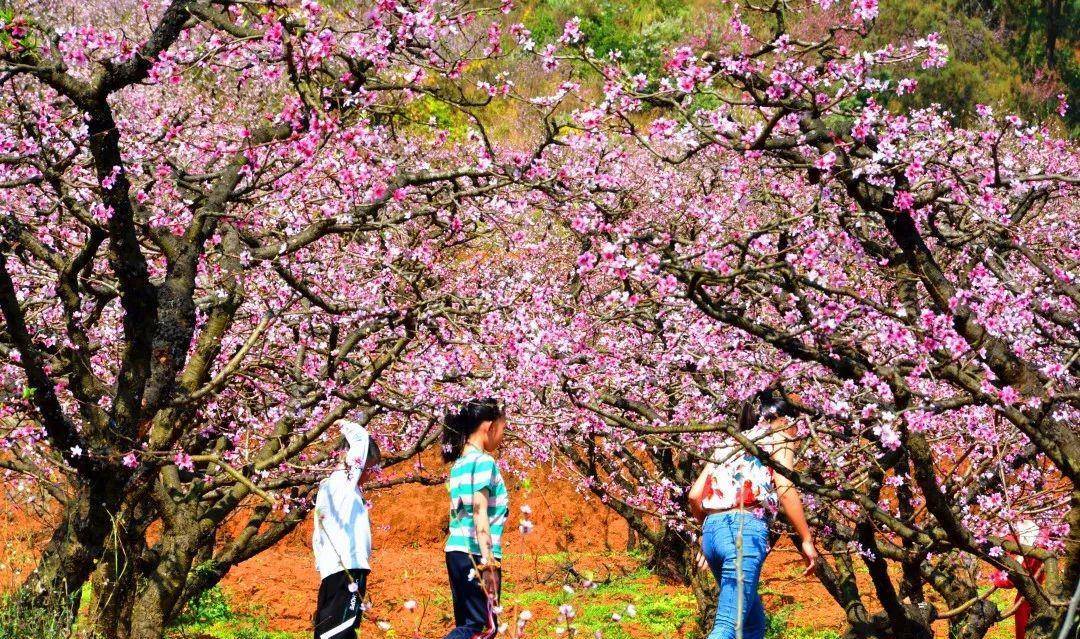 兴义顶效镇桃花谷:漫山遍野桃花开,美翻天,快快打卡