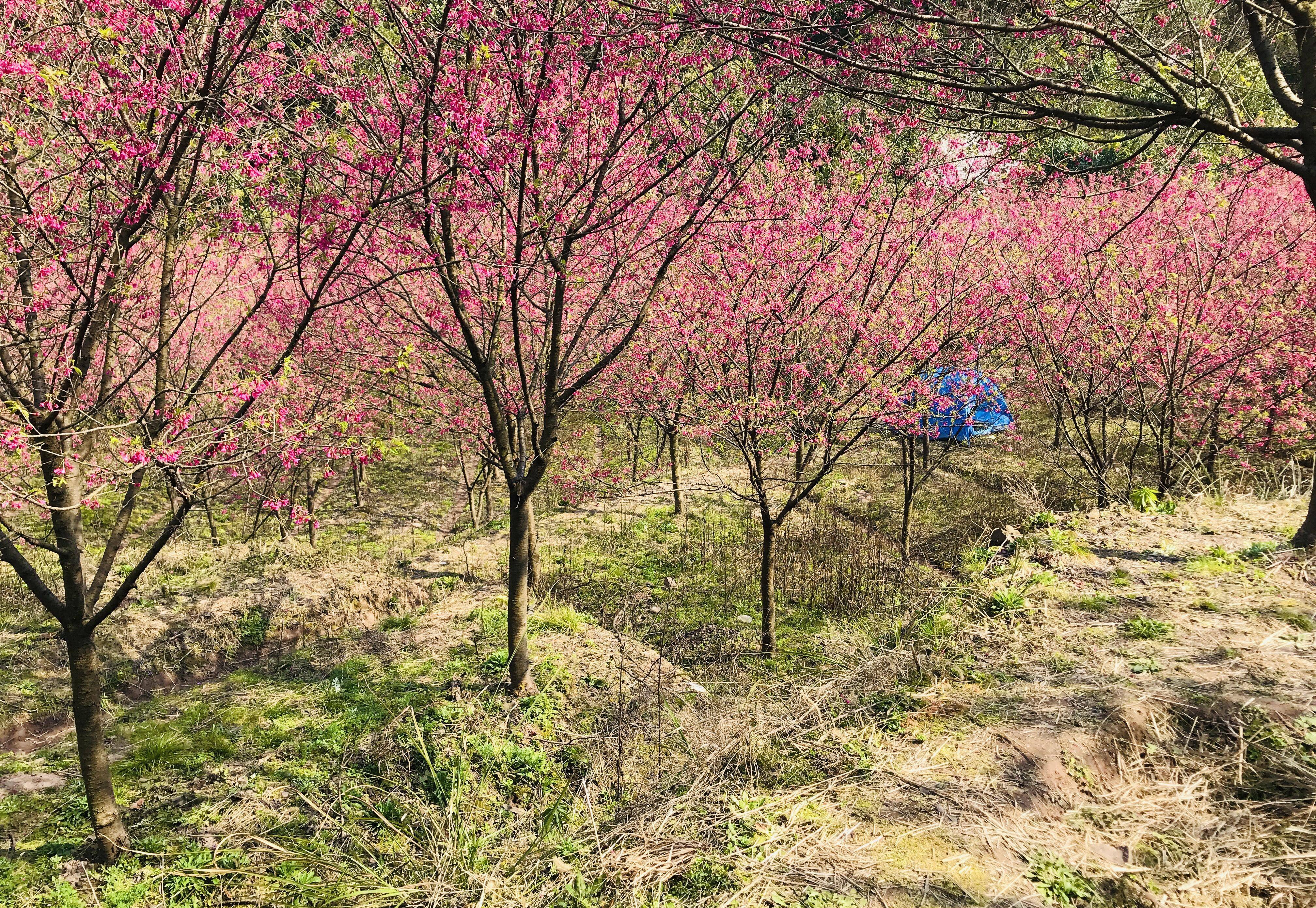 米积村樱花图片