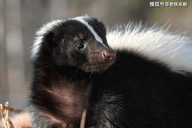 ",毒气专家臭鼬,臭味5公里外都能闻到_气味_恶臭_尾巴