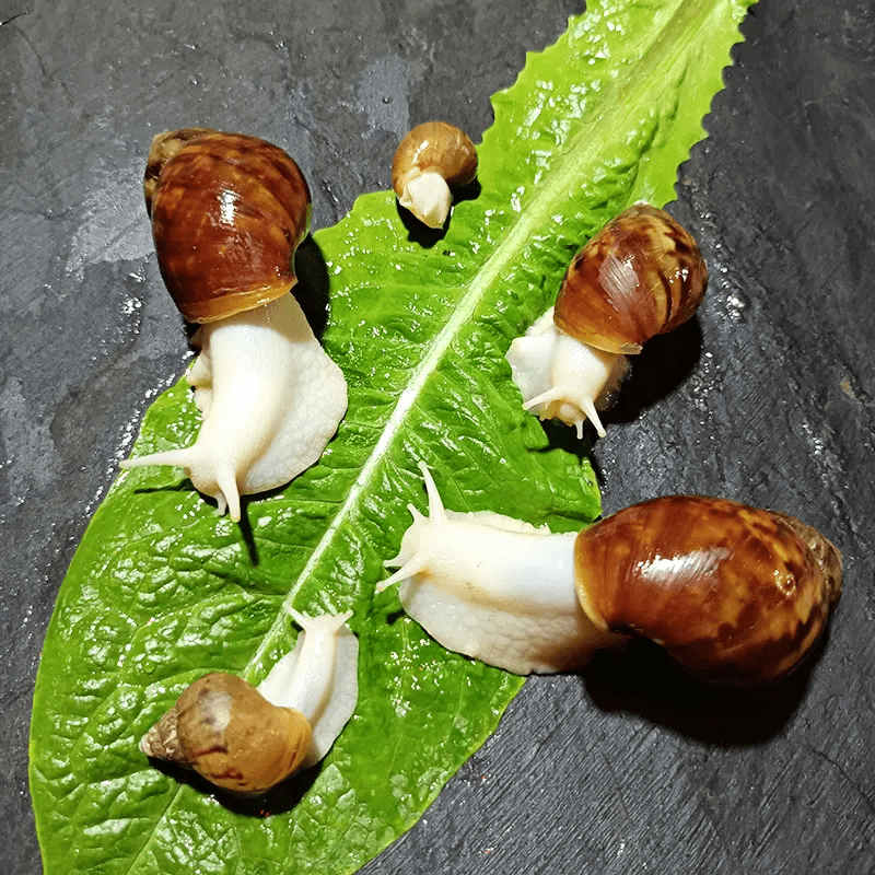 广西弘牛农业科技有限公司一心钻研于白玉蜗牛养殖经验_饲料_湿度