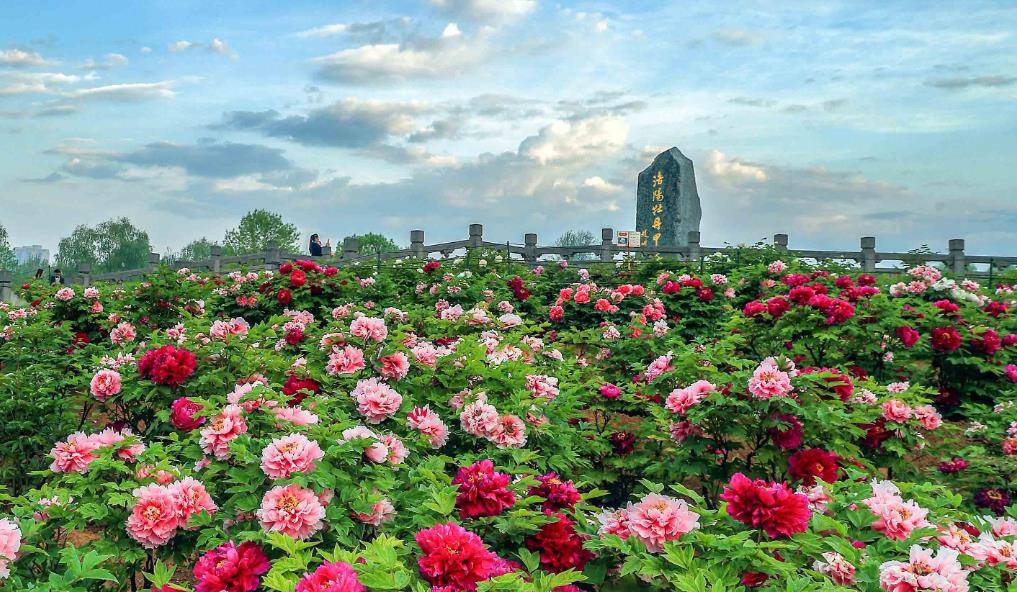 来牡丹花城,带走盛开在茶杯中的"洛阳牡丹"