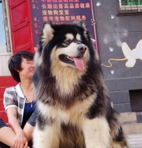 阿拉斯加犬究竟能长到多大?