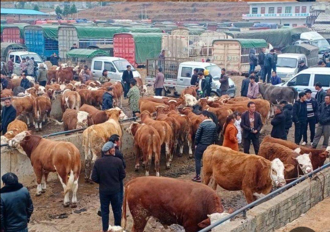 附近肉牛屠宰场图片