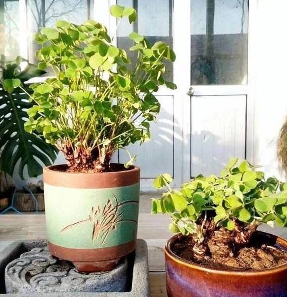 常见到的"三叶草",挖个根30天养成精致盆景,价值翻倍_养护_修剪_盆栽