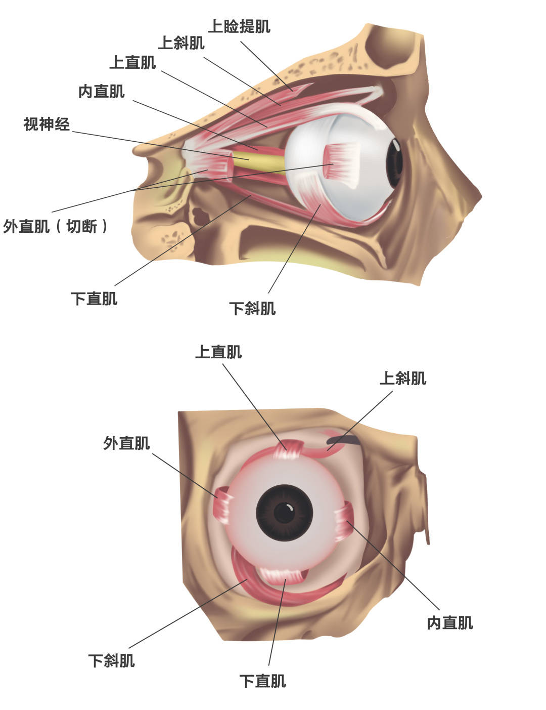 左右灵活转动,主要就是靠附着在眼球表面的肌肉——眼外肌来实现的