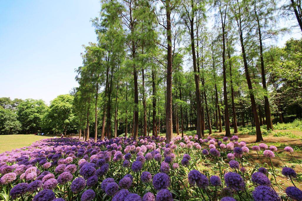 四川成都植物园,赏花的好地方_梅花园_科研_品种