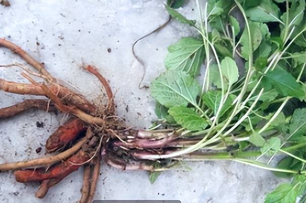 农村山上这野草,根是稀罕货,调经活血有特效,人称"活血根"_丹参_功效