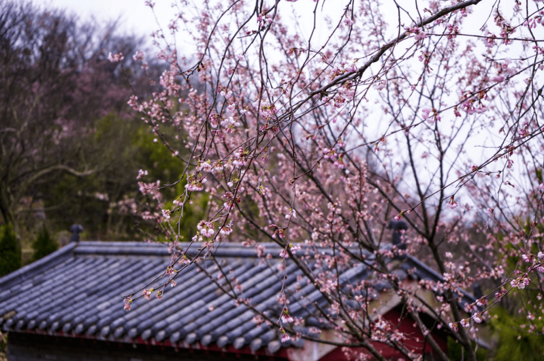 咸宁葛仙山樱花图片