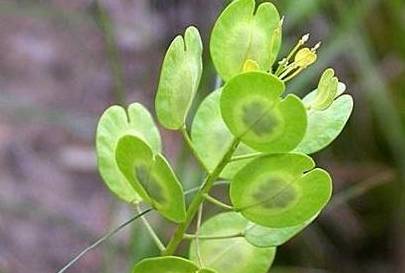 一味被人忽视的良药,田间常见,长相独特,可清肝明目,治疗肾炎_时间