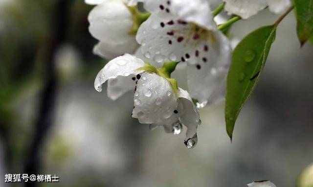 【古诗词鉴赏】明代词人 唐寅《一剪梅 • 雨打梨花深闭门》词赏析_空间_泪痕_花下