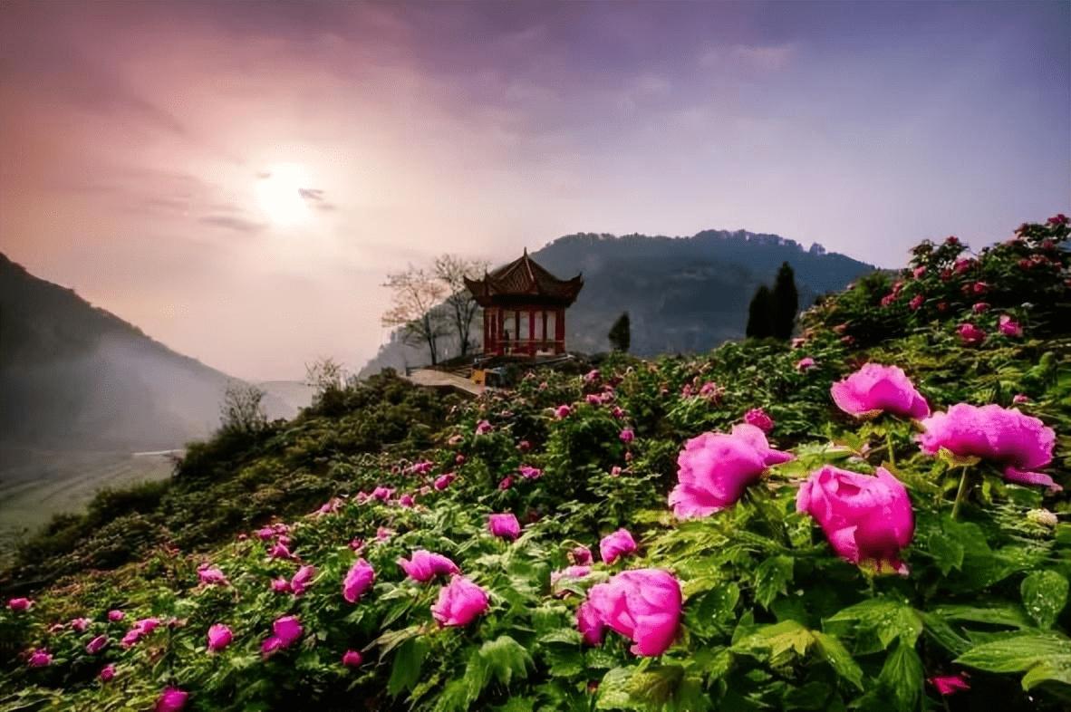春暖花开·好运常来— 恺之峰牡丹好运旅游节_垫江_景区_牡丹花