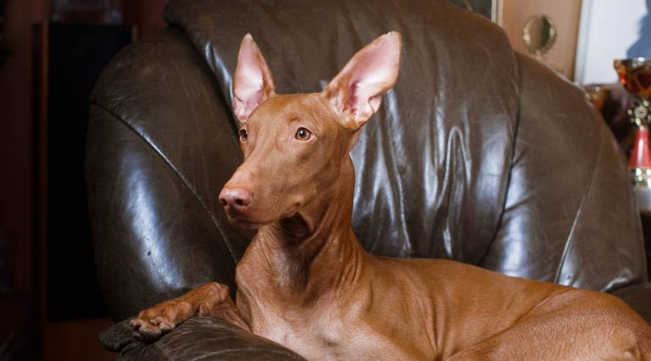 并且这种狗狗由于产自埃及,抗热性虽然很好,但是非常怕冷,其次,法老王