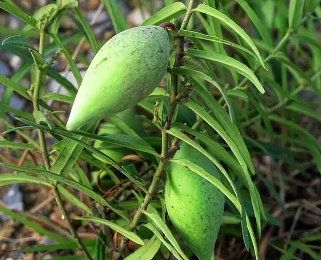 东北野菜羊犄角图片