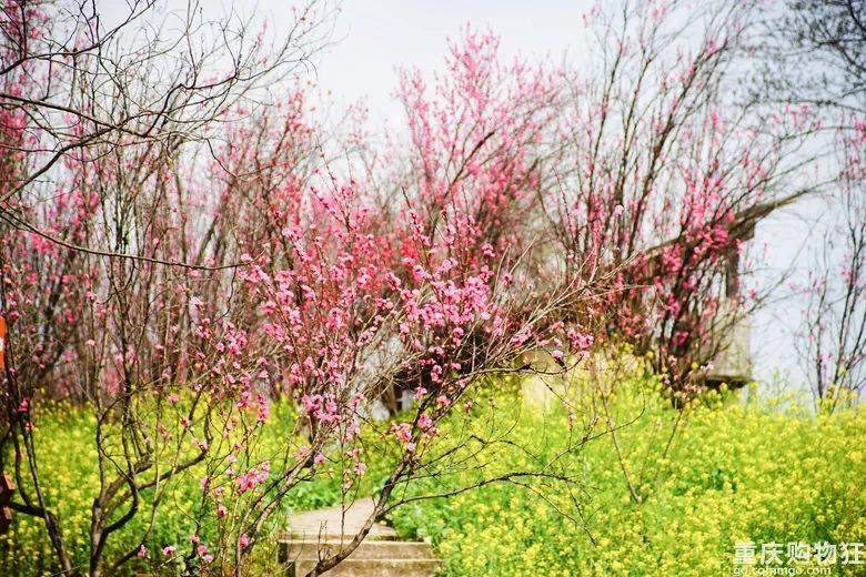 走马镇看桃花图片