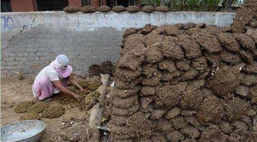 牛粪_事情_中国