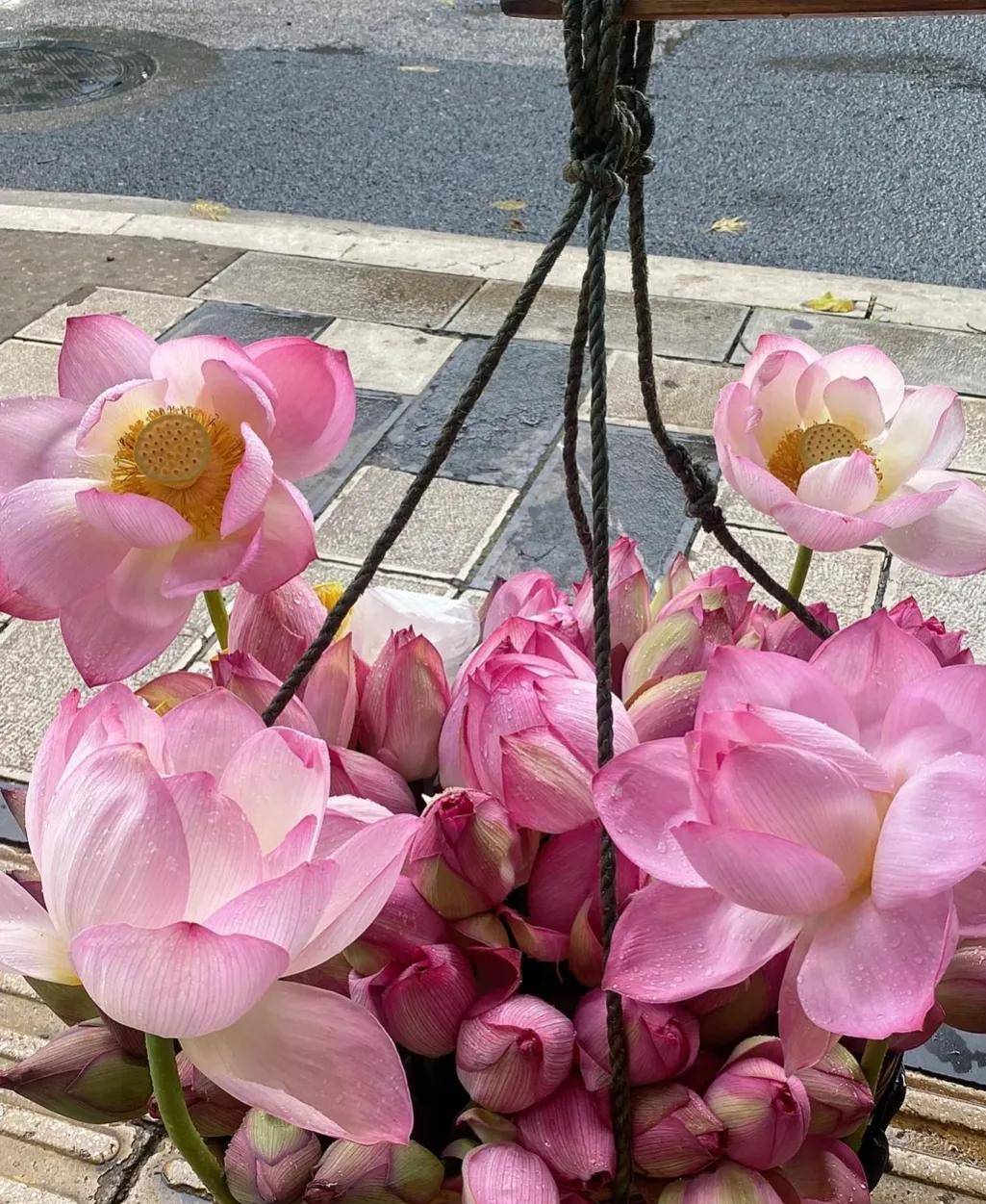 昆明翠湖边卖荷花的大叔走红,这是在贩卖夏天太浪漫了_生活_网友_澄江