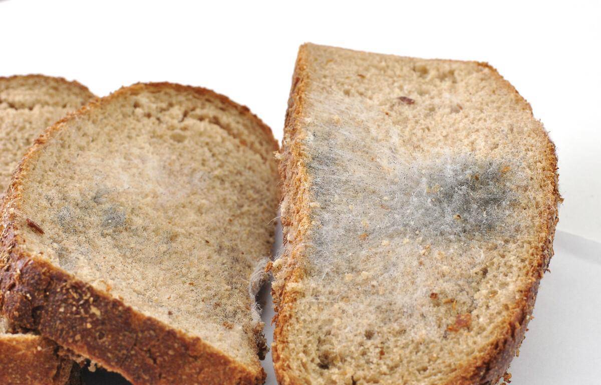发霉的面包你以为面包,饼干,馒头等食物发霉后蒸一下就可以继续吃了吗