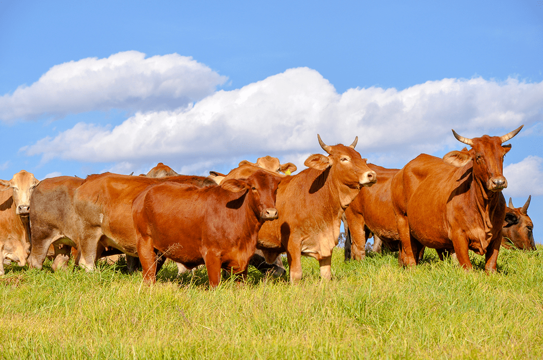 养牛要喂什么东西牛长得快,牛怎么喂才能肥得快,农村喂牛怎么育肥快